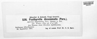 Psathyrella disseminata image